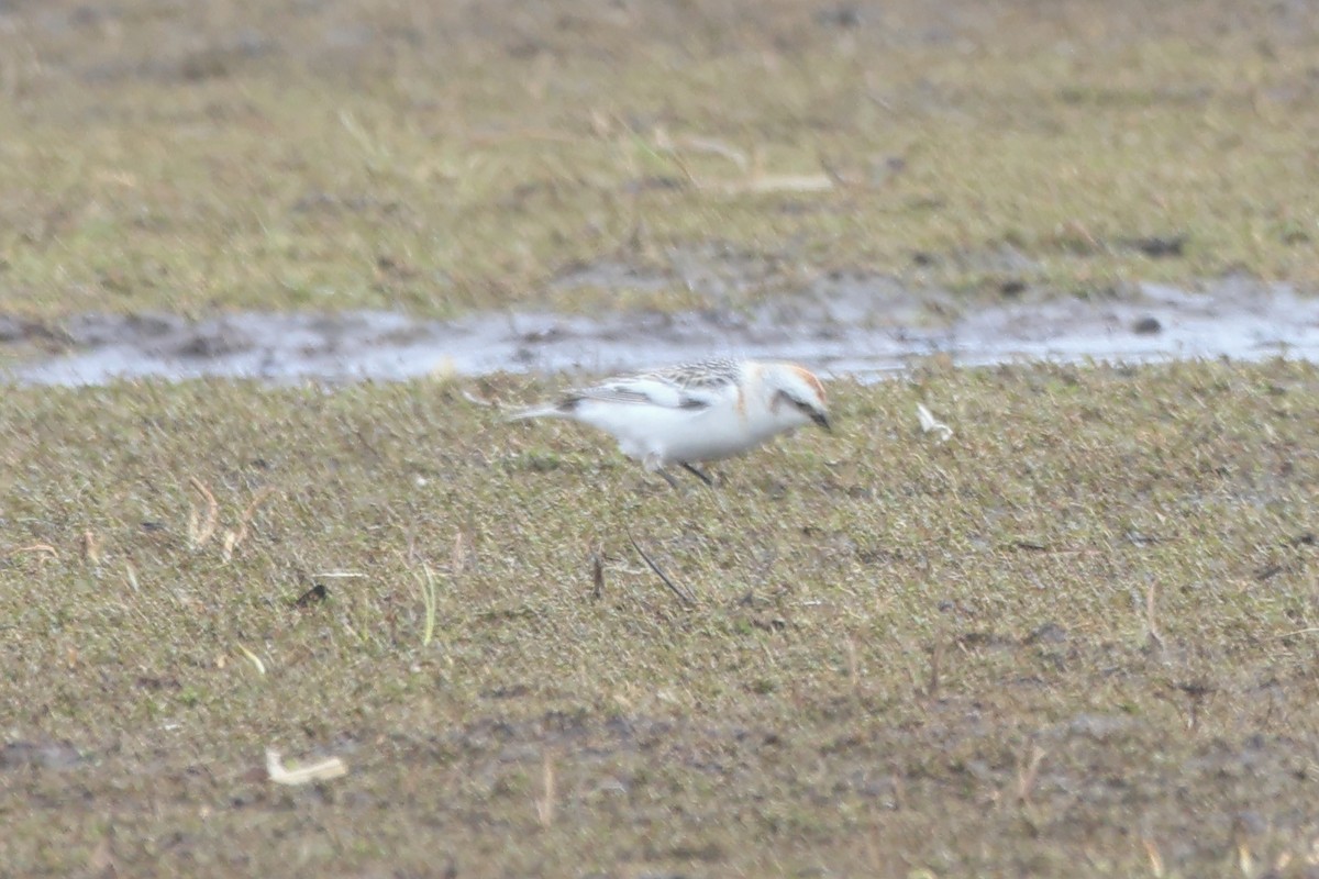 Snow/McKay's Bunting - ML619715124