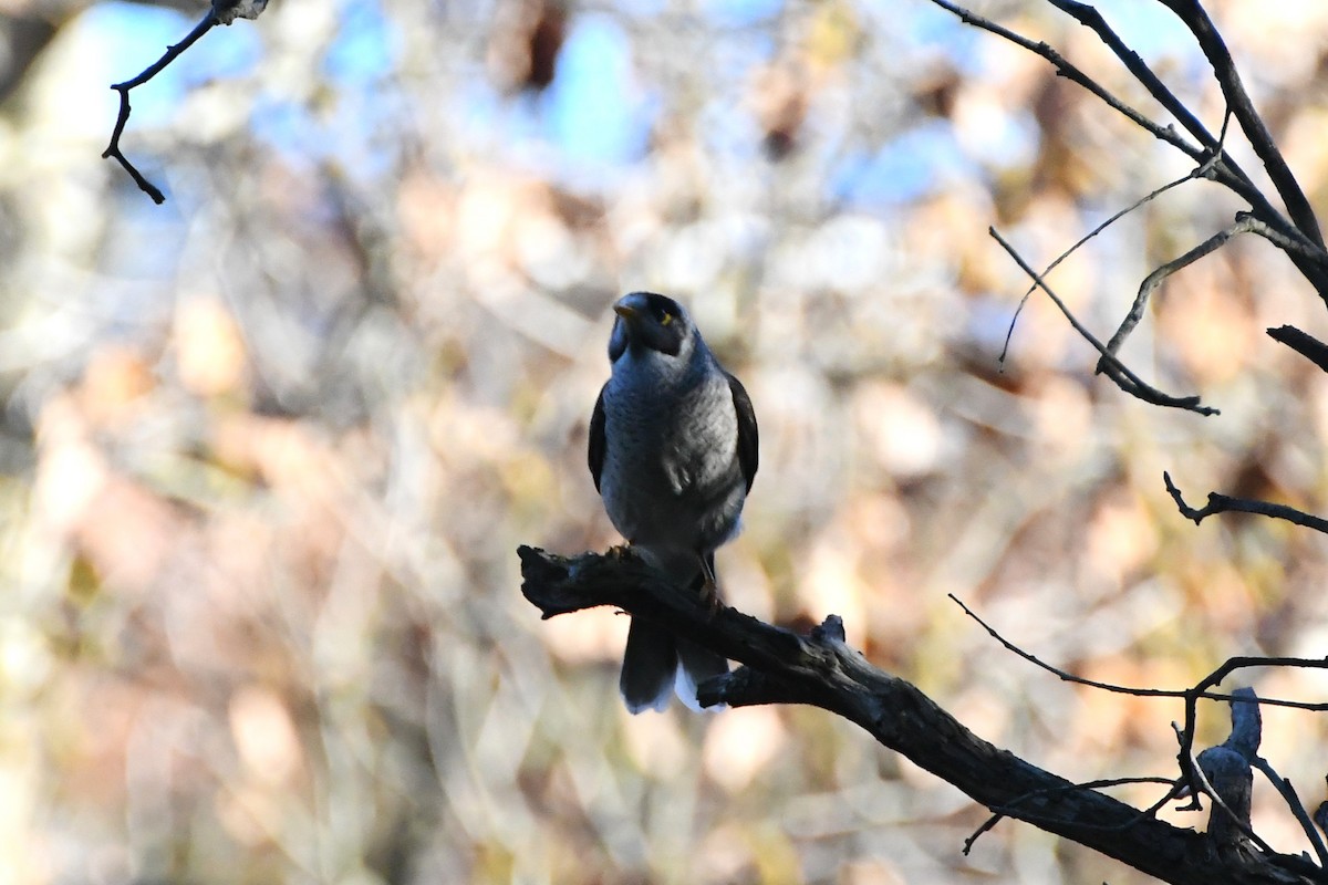 Noisy Miner - ML619715150