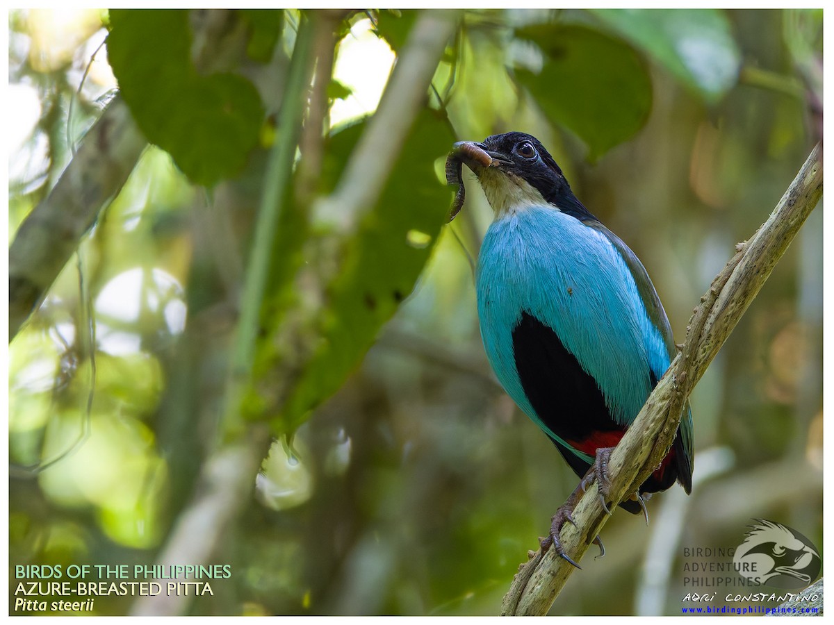 Azure-breasted Pitta - ML619715178