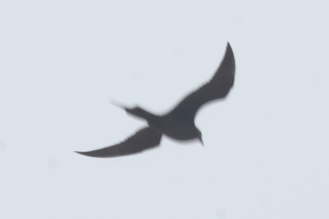 Parasitic Jaeger - ML619715186