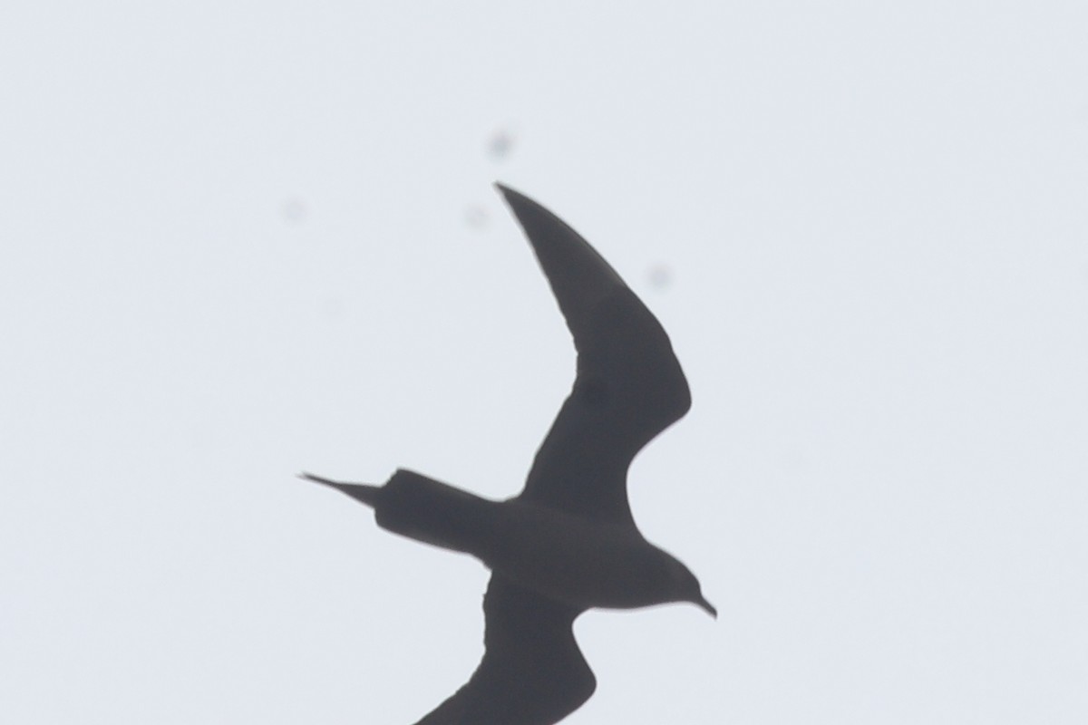 Parasitic Jaeger - ML619715187