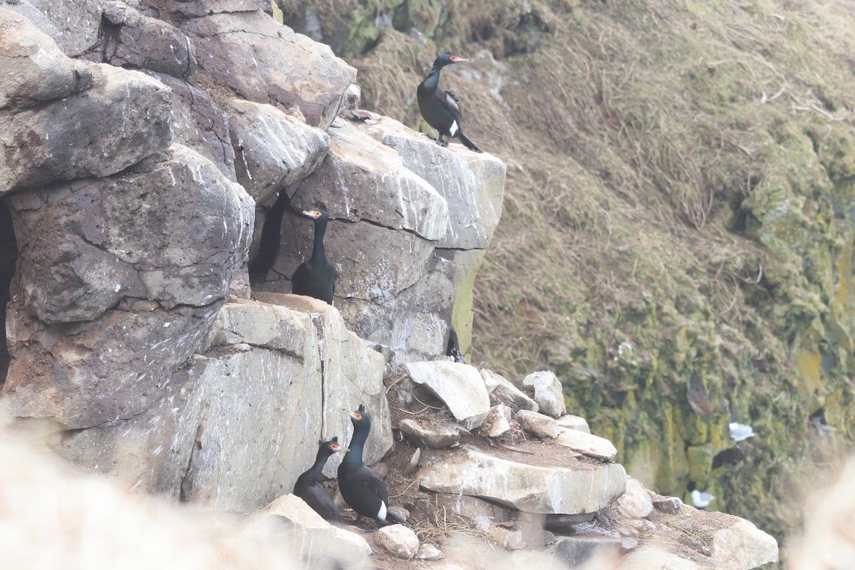 Red-faced Cormorant - ML619715201