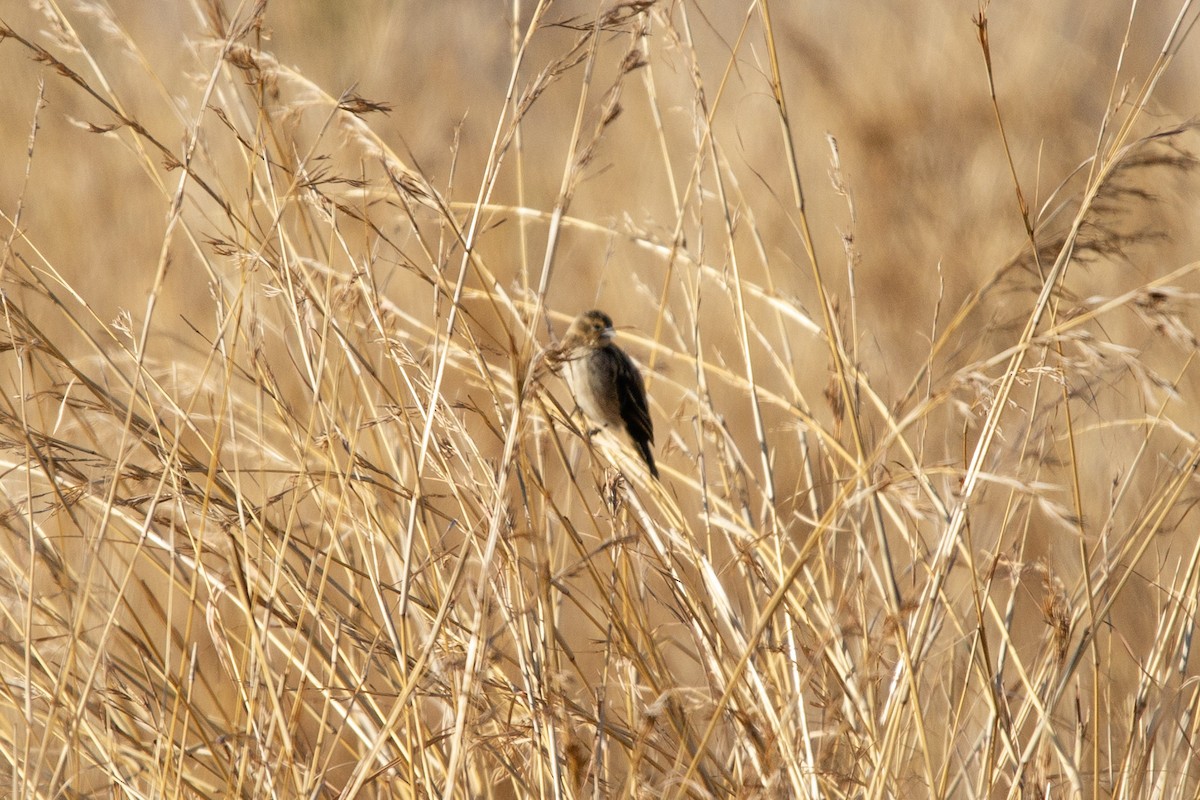 Southern Red Bishop - ML619715264