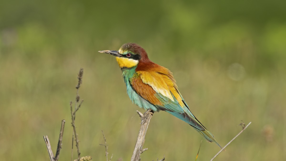 European Bee-eater - Korhan Urgup