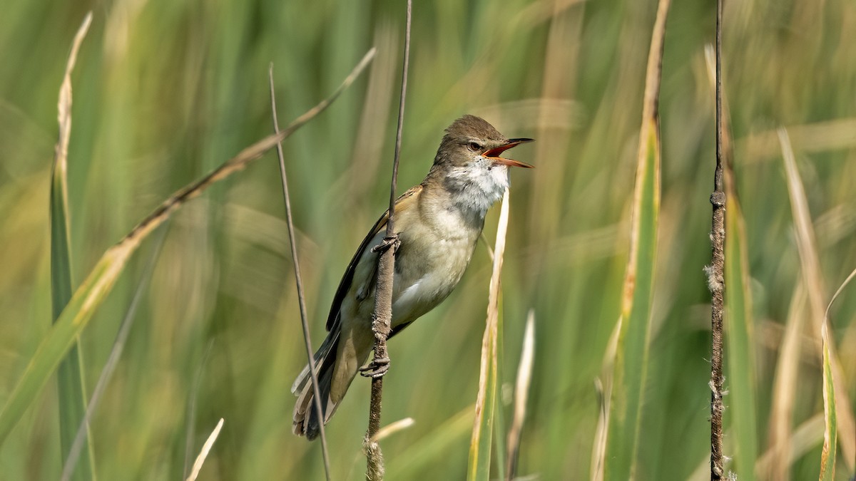 Great Reed Warbler - ML619715341