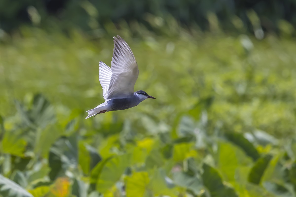 Whiskered Tern - ML619715352