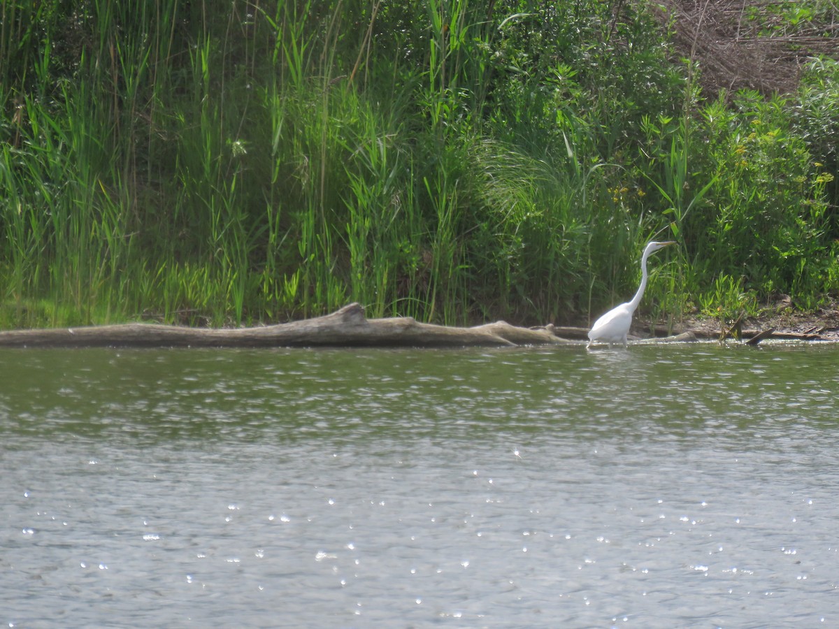 Great Egret - ML619715369