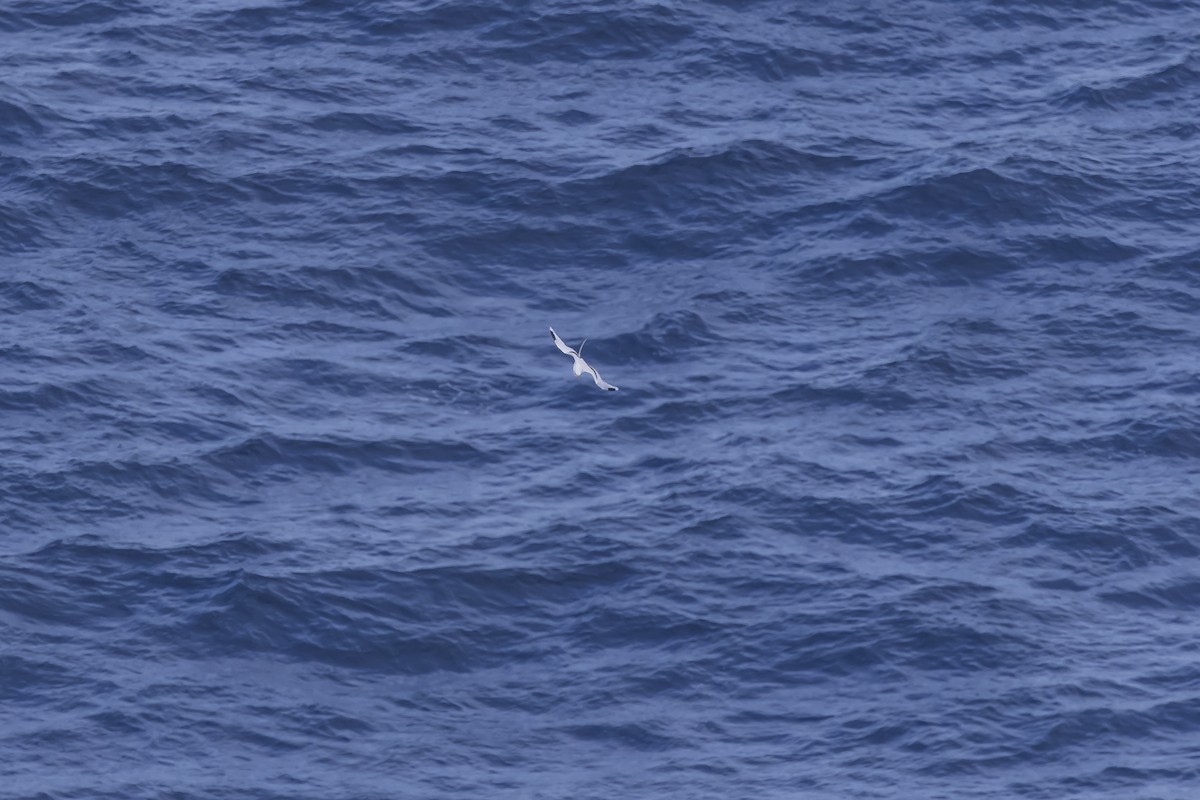 White-tailed Tropicbird (Pacific) - ML619715494