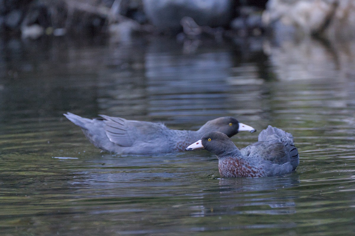 Canard bleu - ML619715514