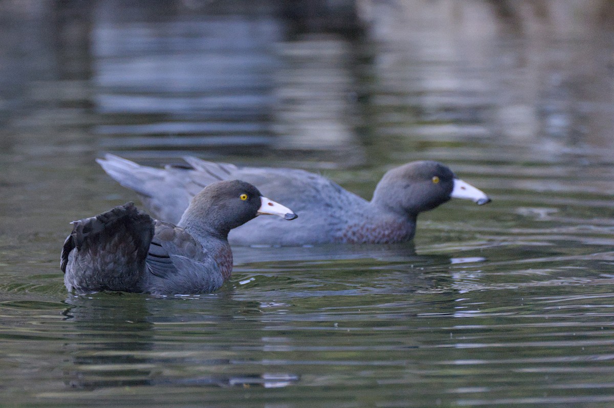 Blue Duck - ML619715519