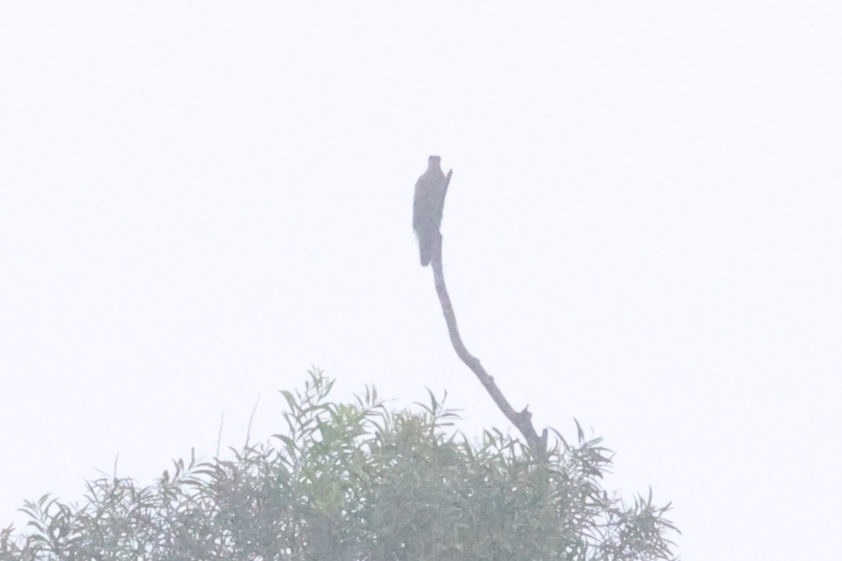 Indian Cuckoo - ML619715531