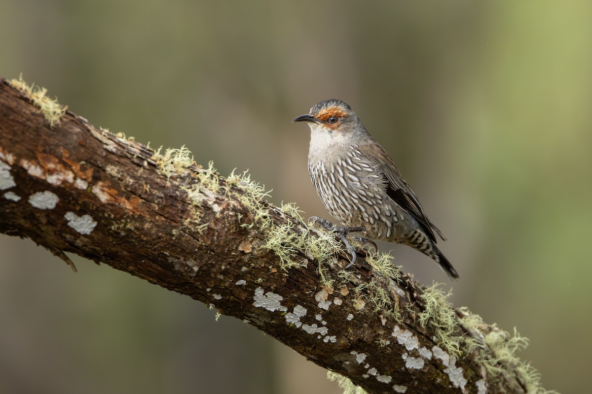 Red-browed Treecreeper - ML619715544