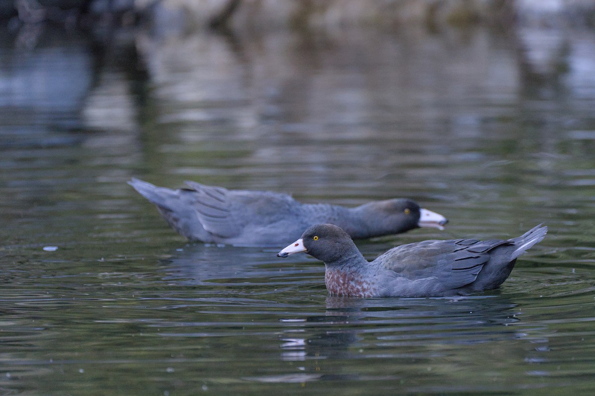 Canard bleu - ML619715549