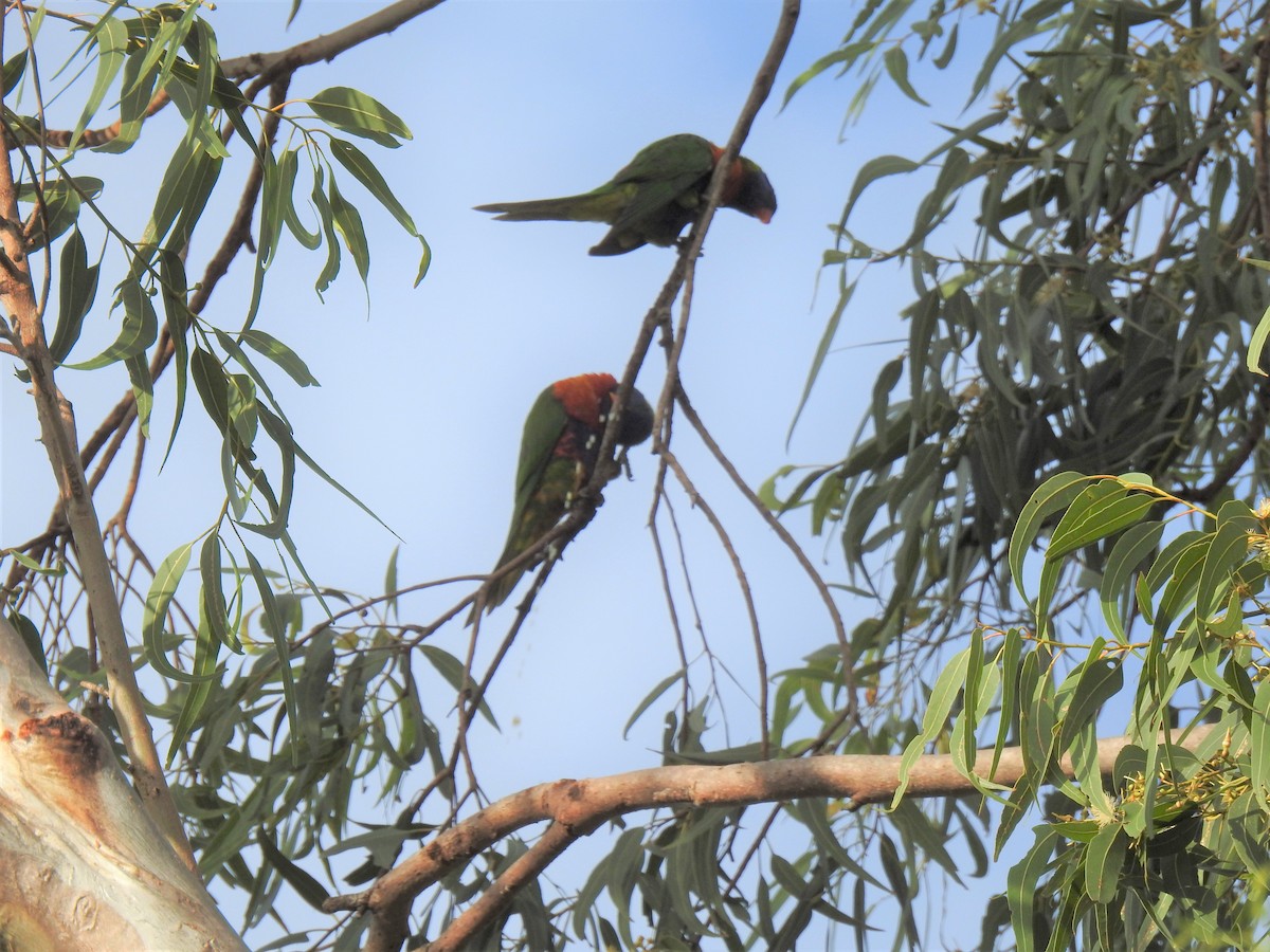 Rainbow Lorikeet - ML619715561