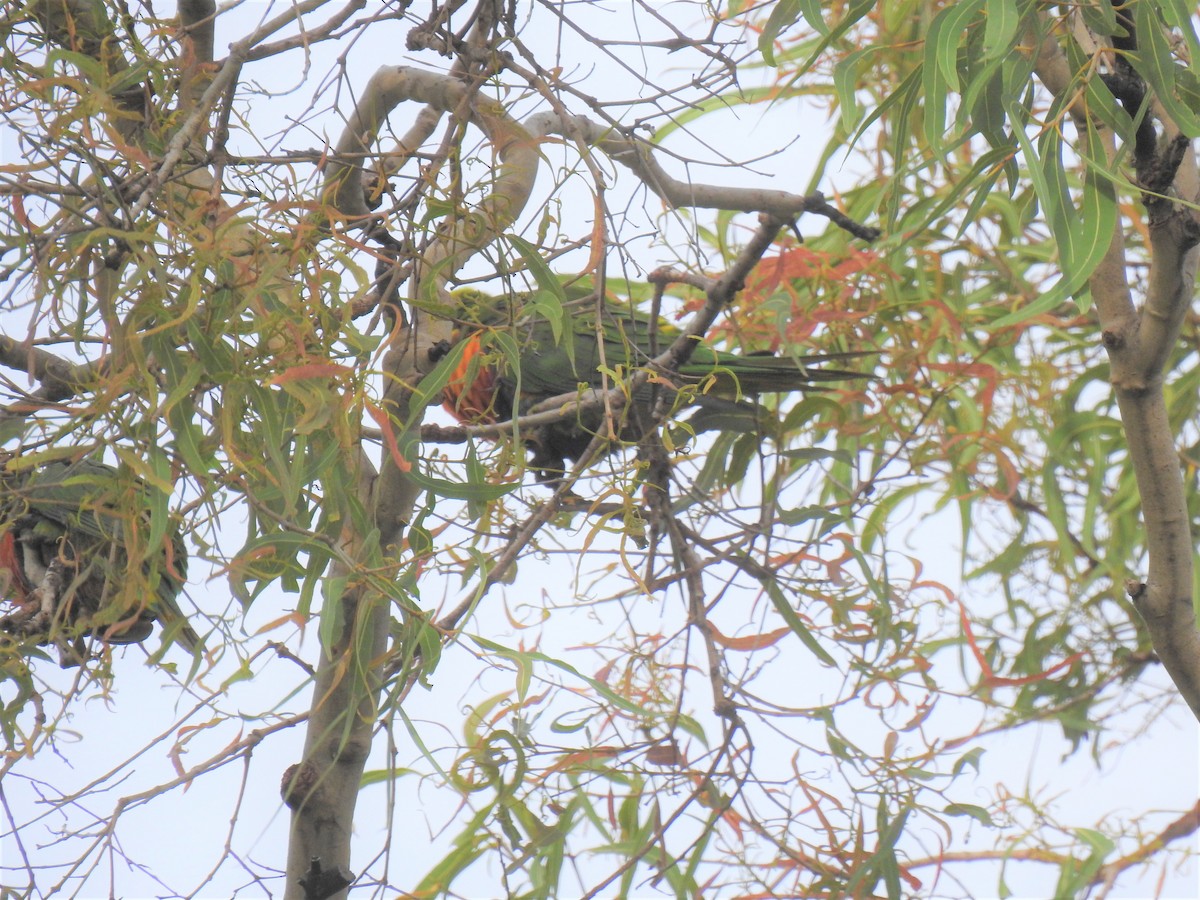 Rainbow Lorikeet - ML619715563