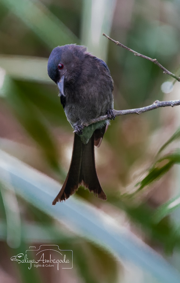 drongo kouřový - ML619715574