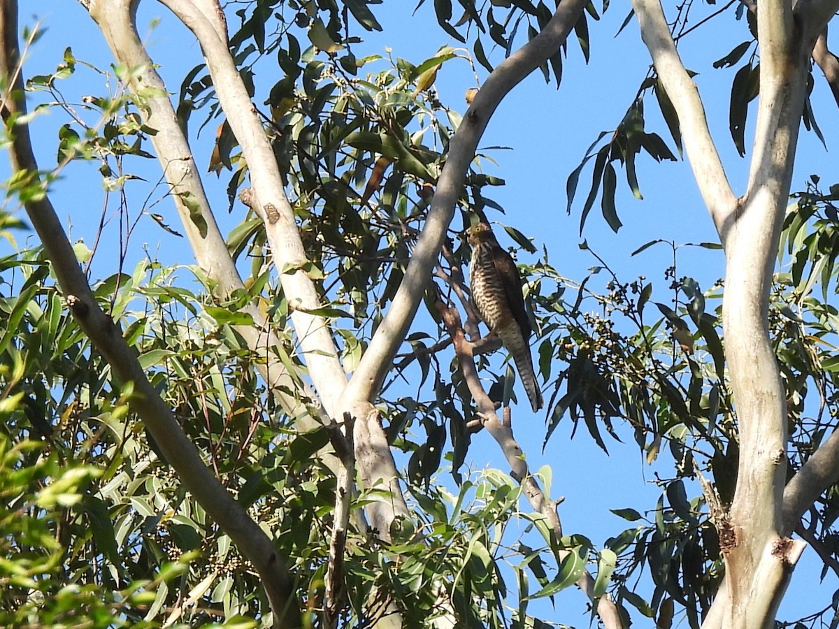 Collared Sparrowhawk - ML619715609