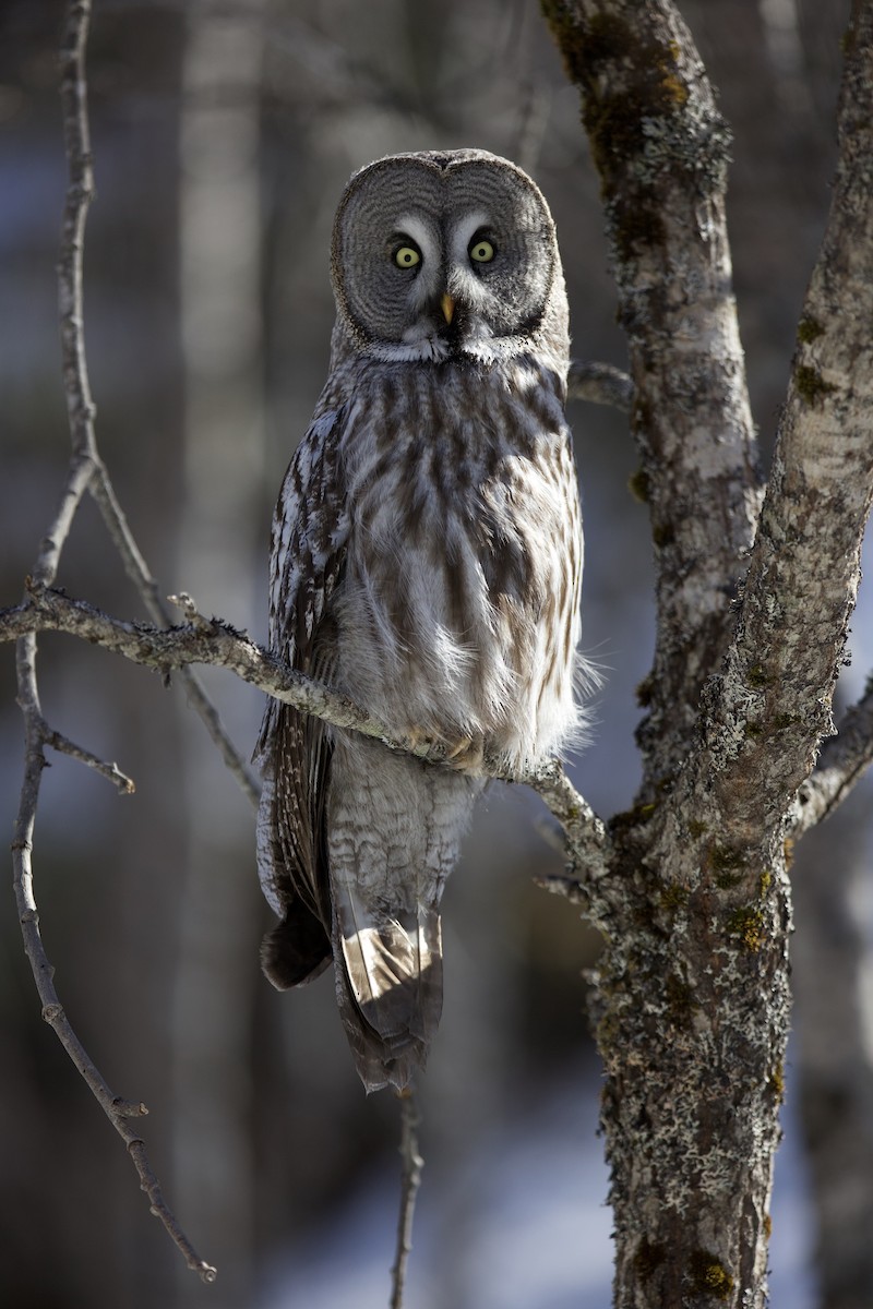 Great Gray Owl - ML619715614