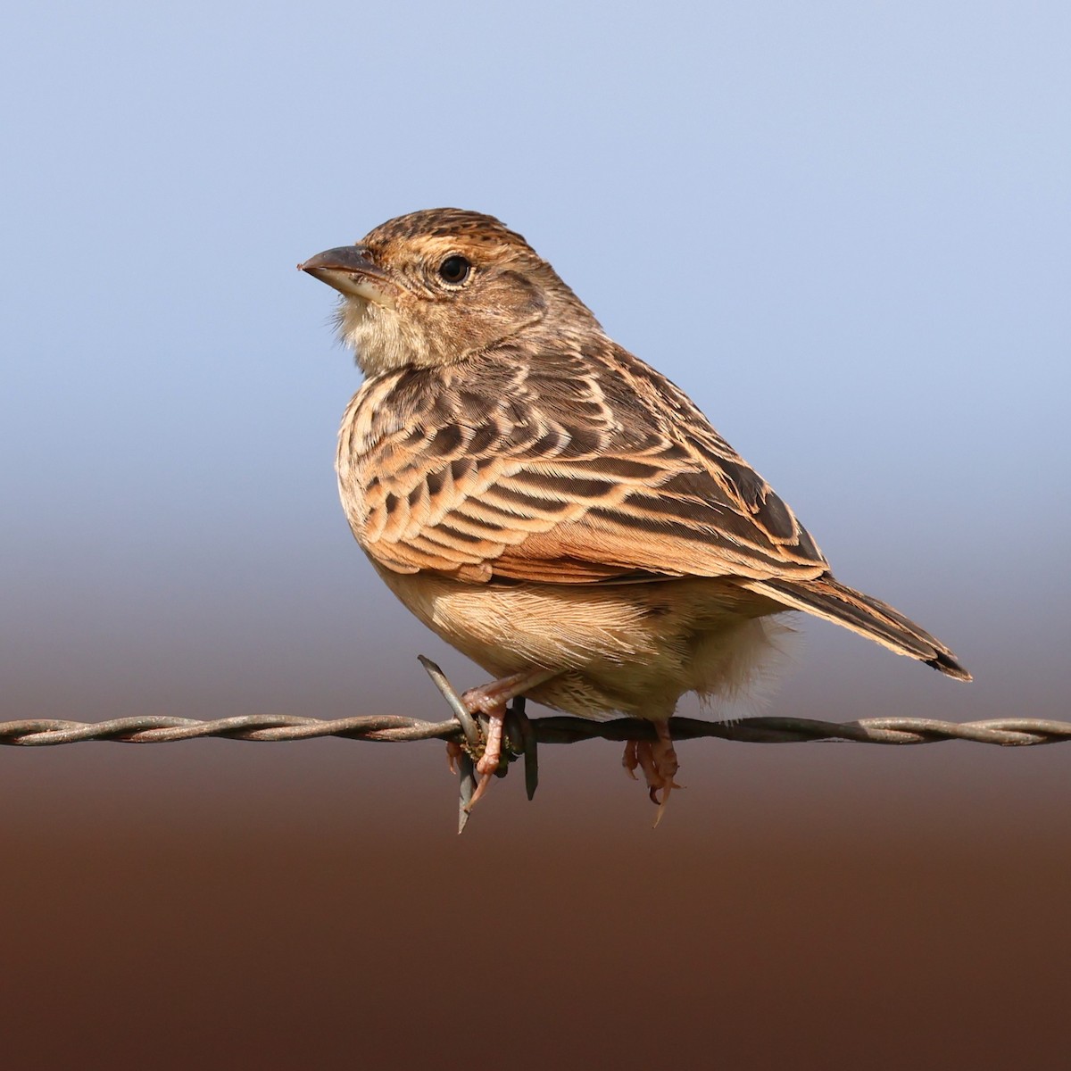 Singing Bushlark - ML619715615