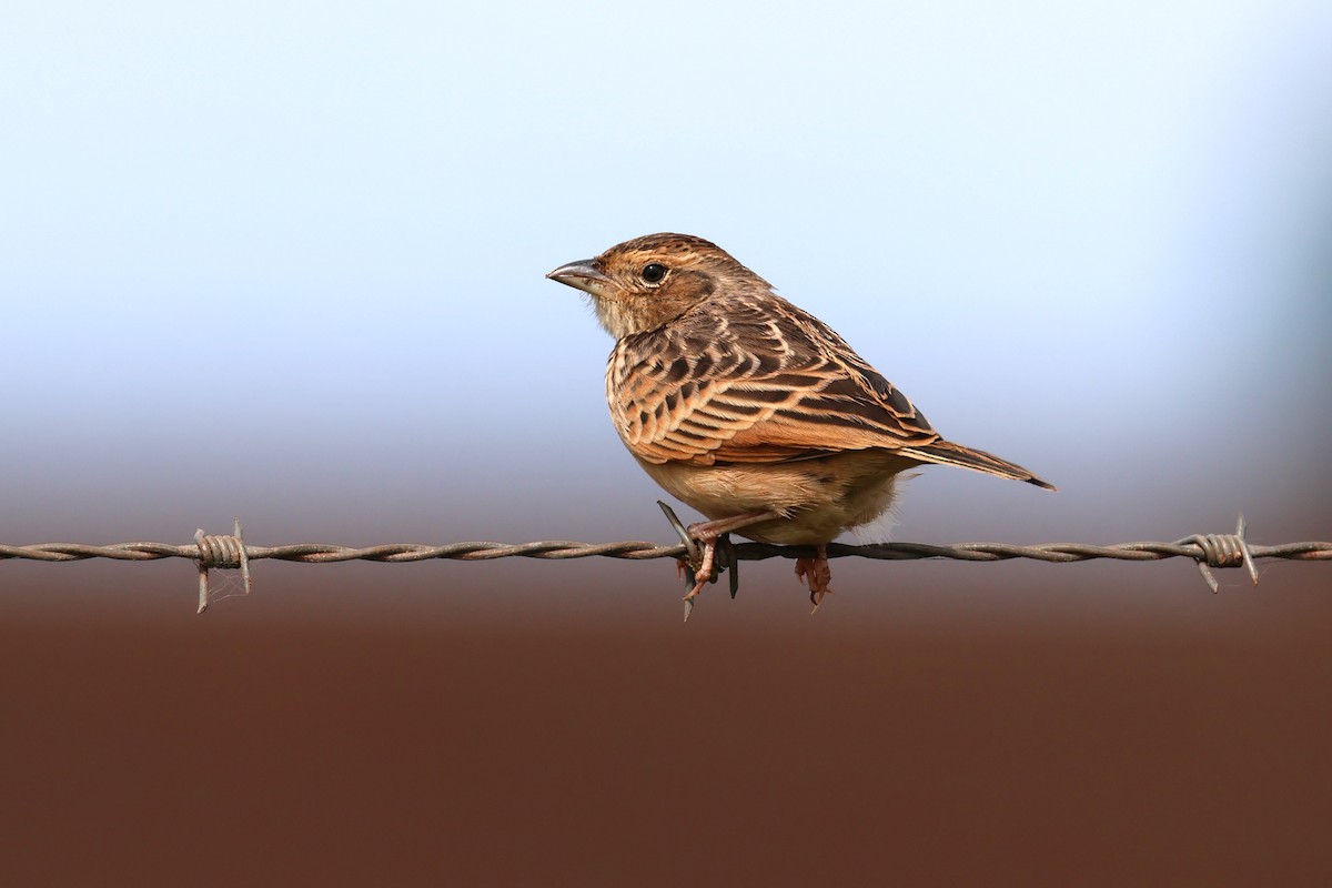 Singing Bushlark - ML619715616