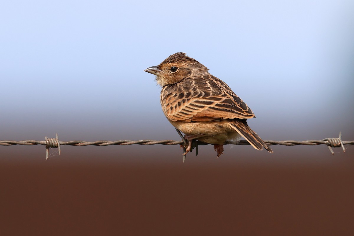 Singing Bushlark - ML619715617