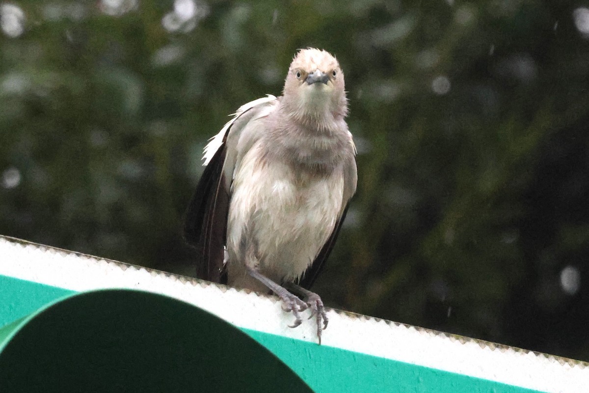 White-shouldered Starling - ML619715630