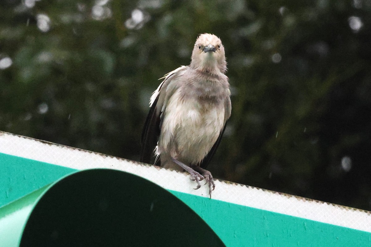 White-shouldered Starling - ML619715636