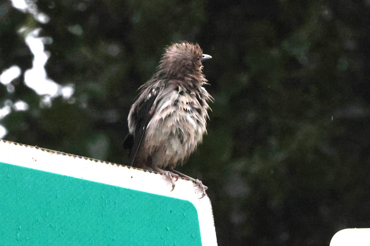 White-shouldered Starling - ML619715638