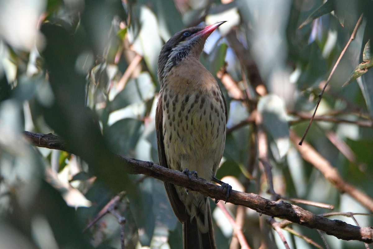 Spiny-cheeked Honeyeater - ML619715641