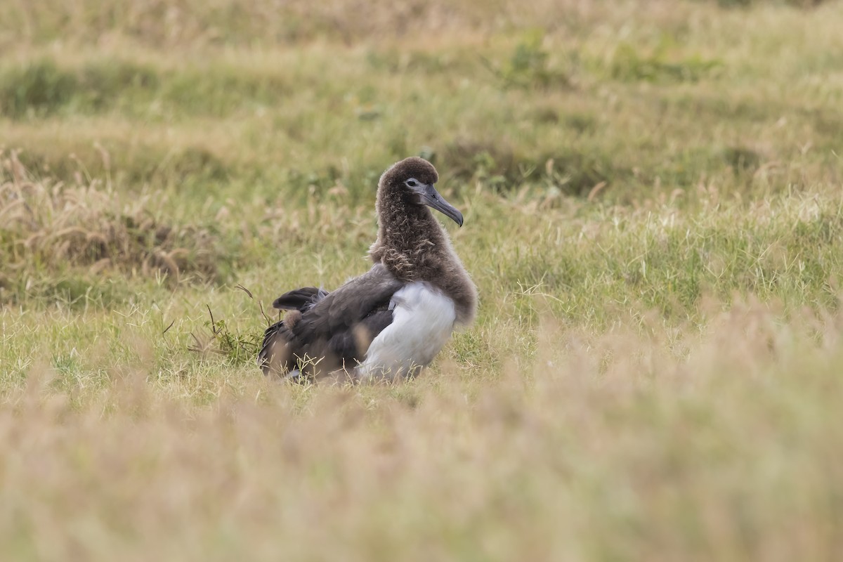 Laysan Albatross - Hugo Cobos