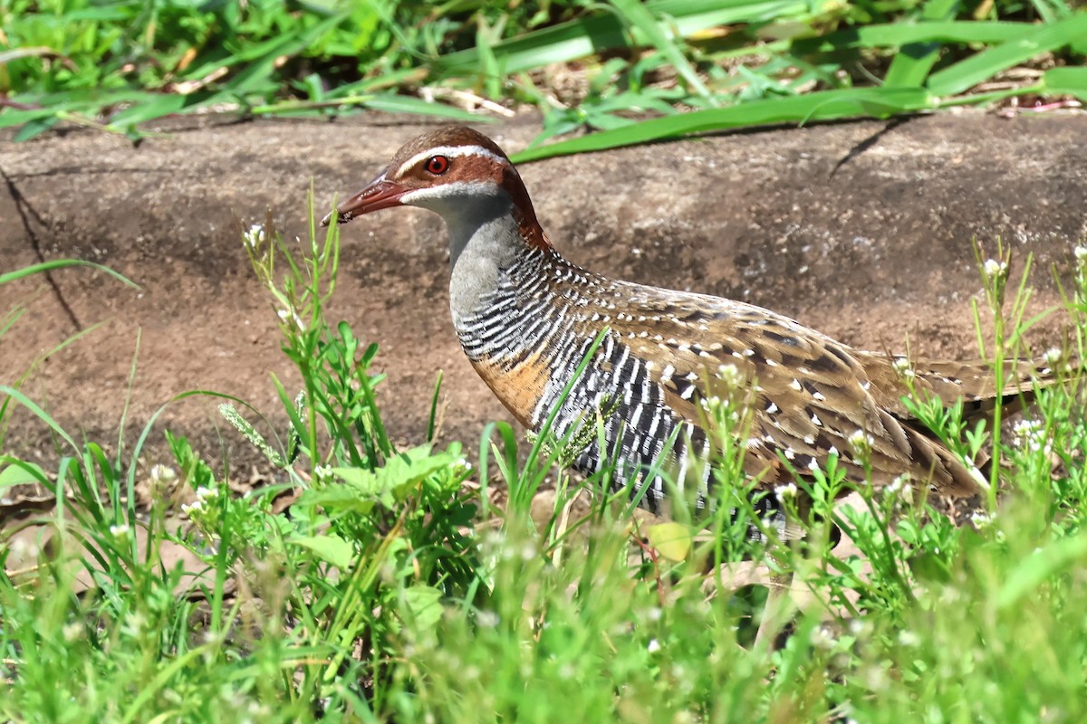 Buff-banded Rail - ML619715703