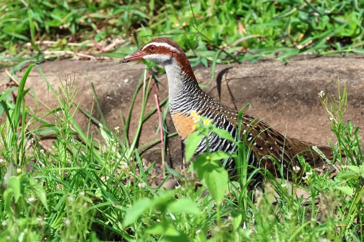 Buff-banded Rail - ML619715704