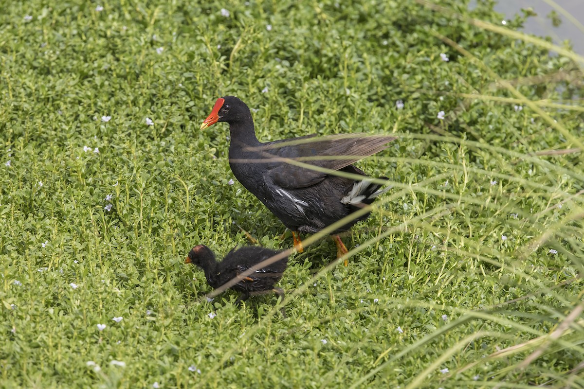 Common Gallinule (Hawaiian) - ML619715726