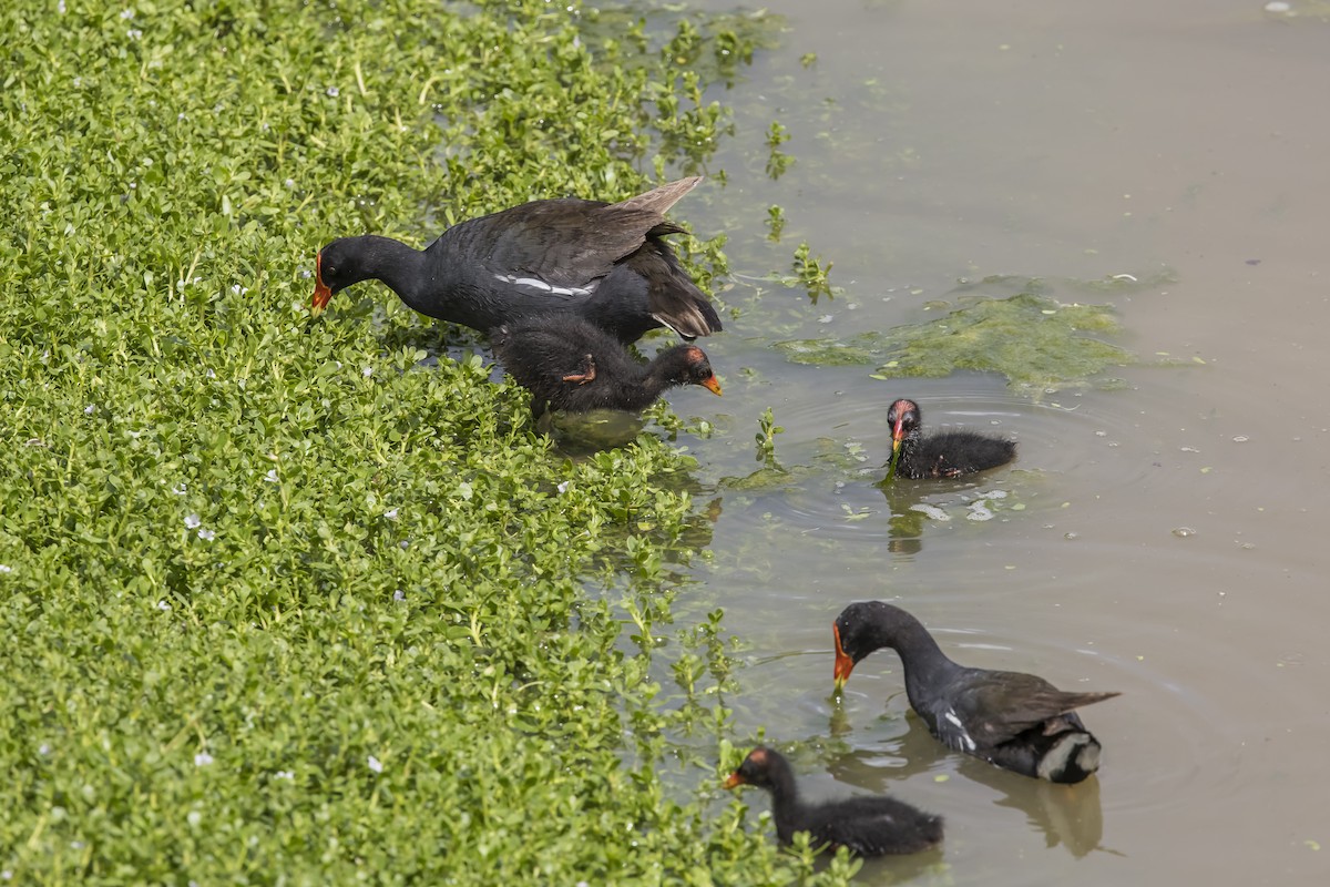 Gallinule d'Amérique (sandvicensis) - ML619715727