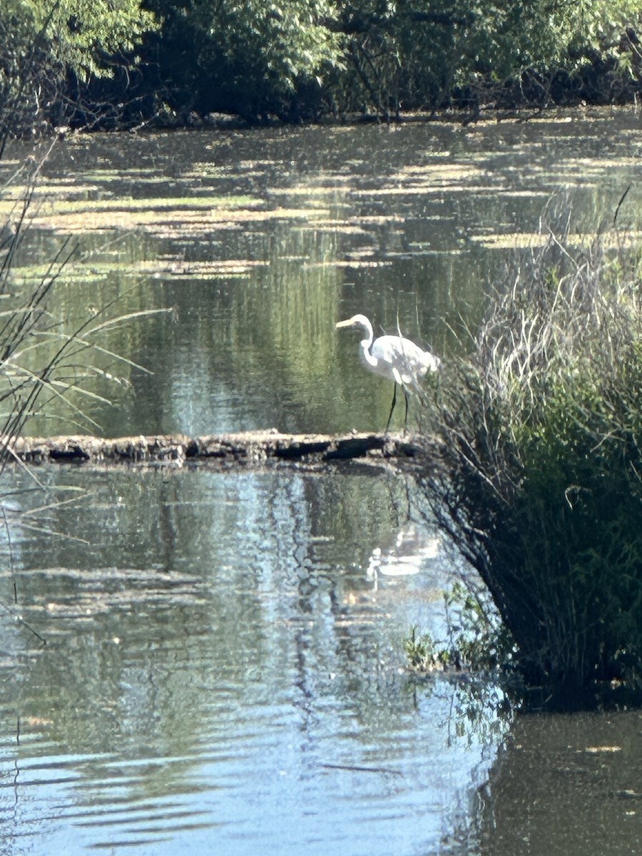 Great Egret - ML619715737