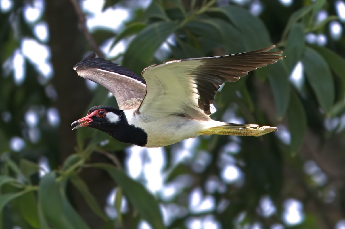 Red-wattled Lapwing - ML619715749