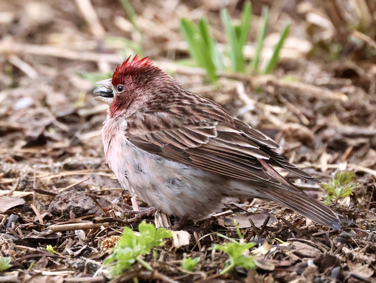 Cassin's Finch - ML619715752