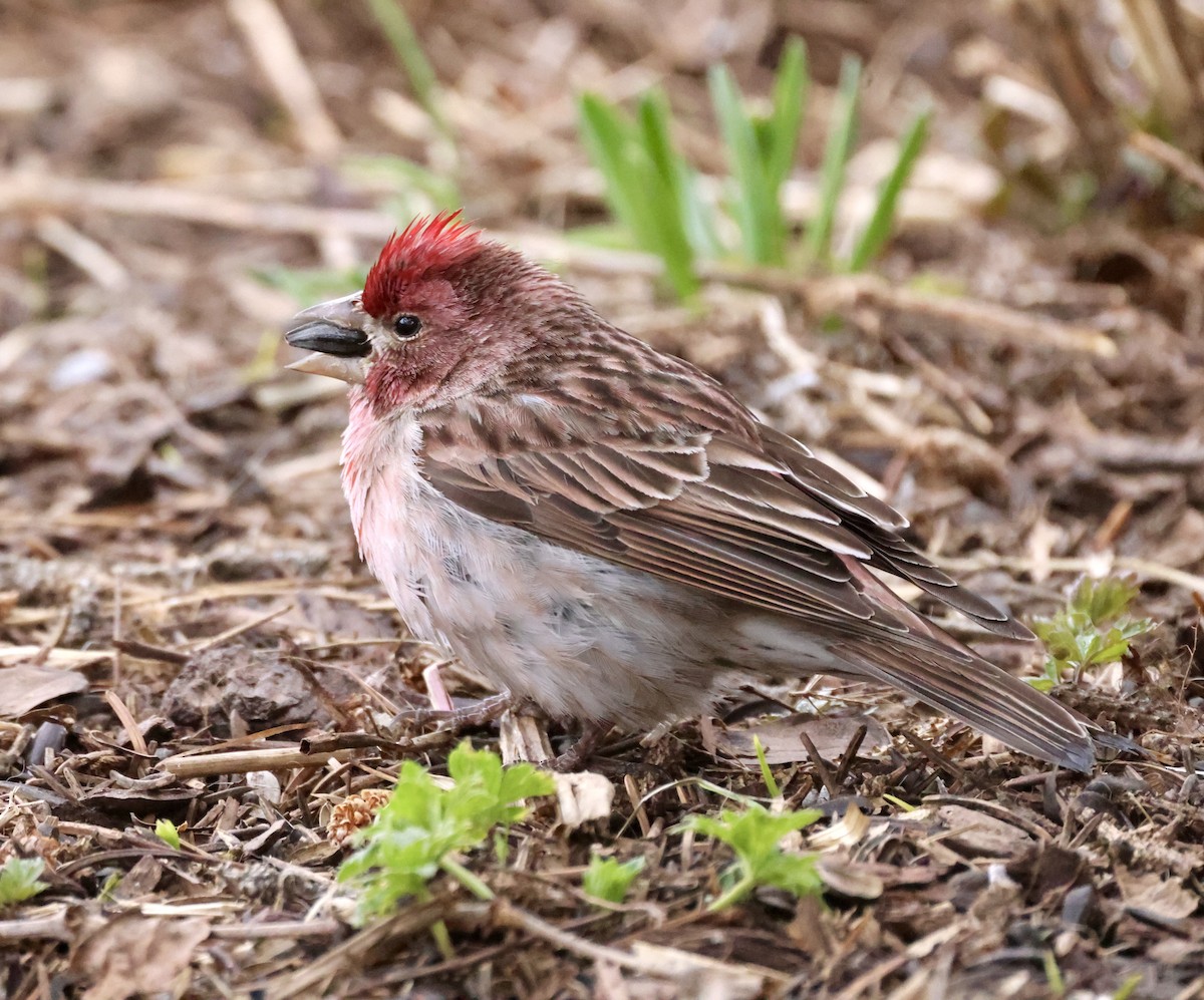 Cassin's Finch - ML619715753