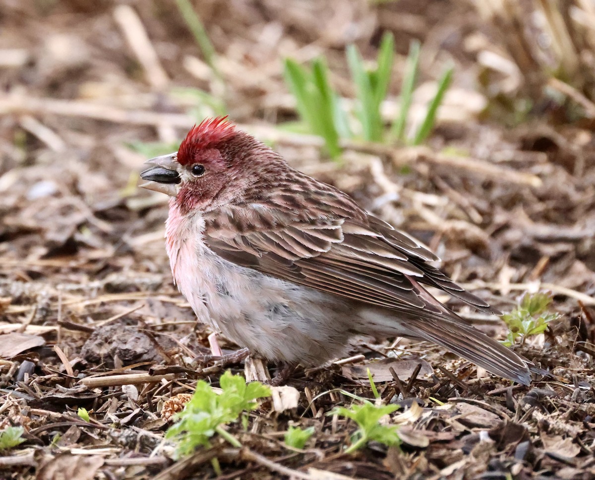 Cassin's Finch - ML619715754