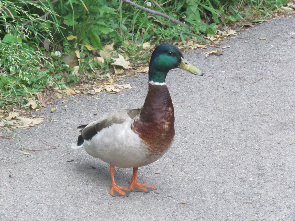 Mallard - ML619715762