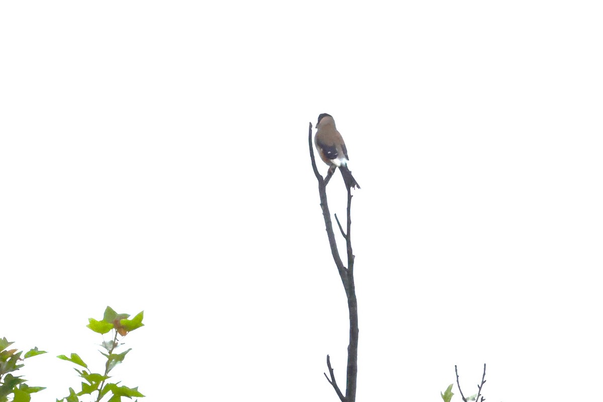 Yellow-billed Grosbeak - ML619715770