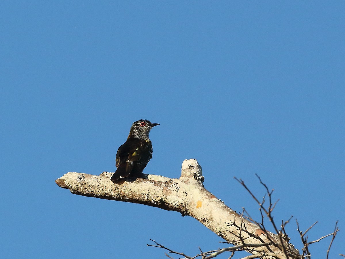 Little Bronze-Cuckoo (Banda) - ML619715786