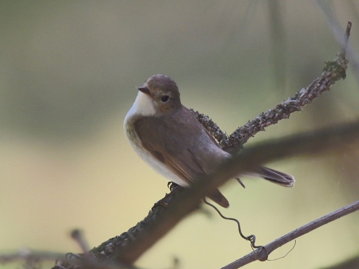 Red-breasted Flycatcher - ML619715790