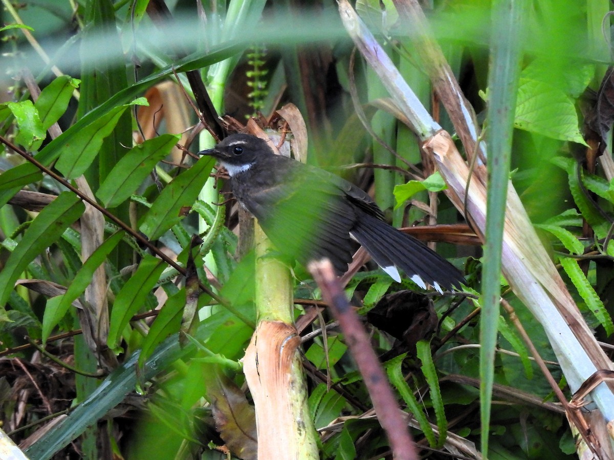 Malaysian Pied-Fantail - ML619715791