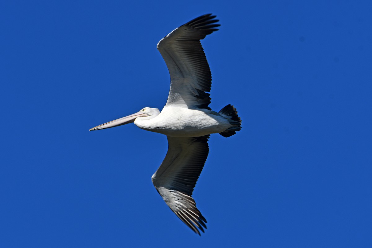 pelikán australský - ML619715792