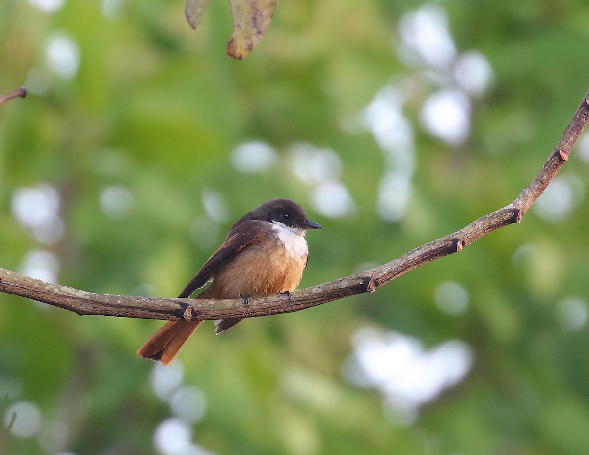 Cinnamon-tailed Fantail - ML619715796