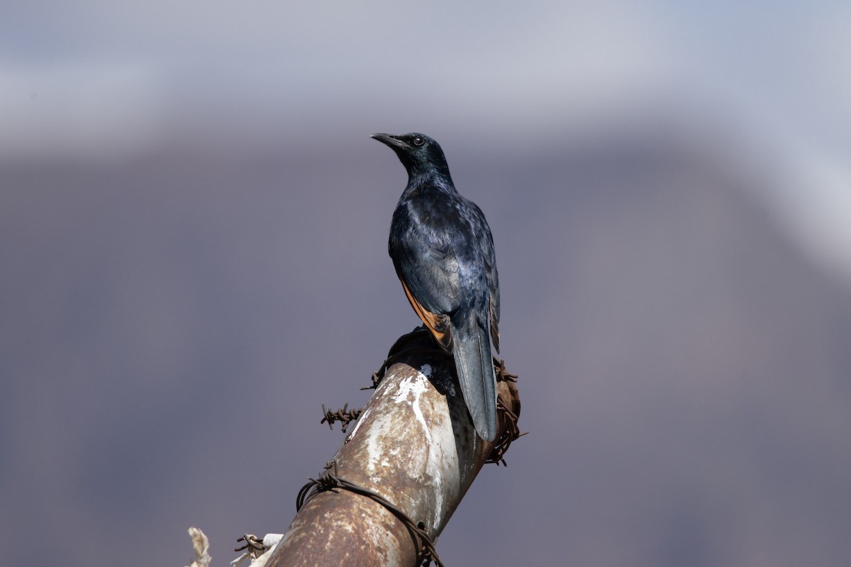 Red-winged Starling - ML619715810