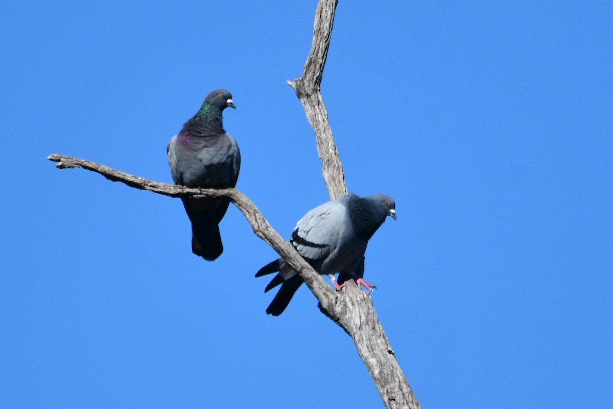 Rock Pigeon (Feral Pigeon) - ML619715836