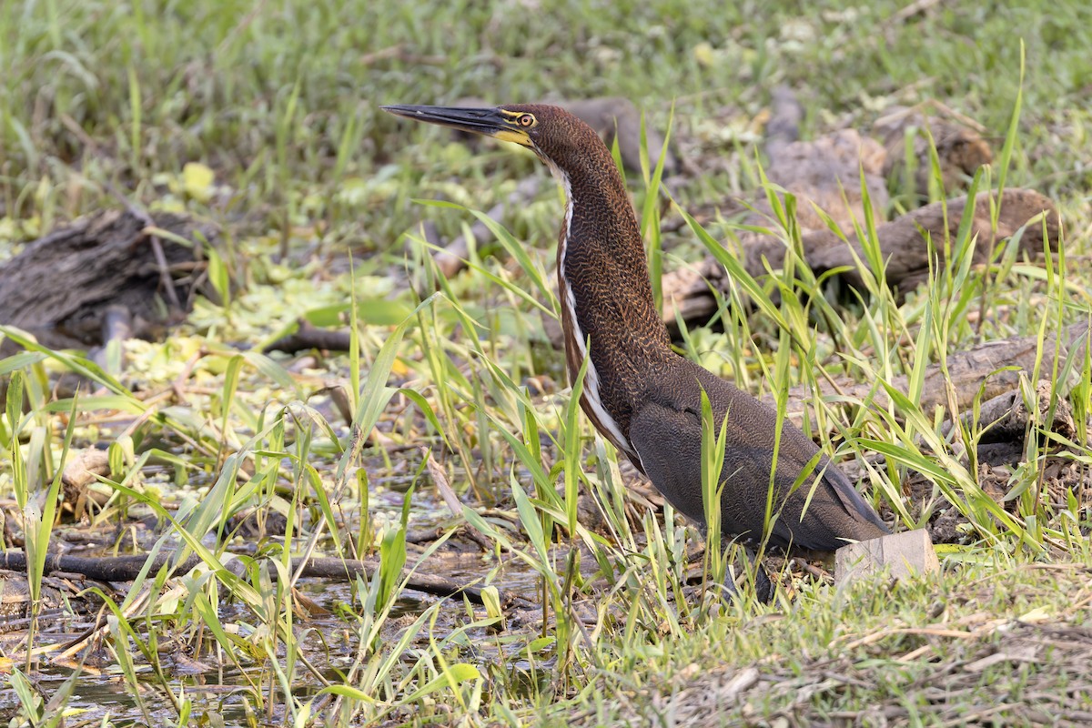 Rufescent Tiger-Heron - ML619715847