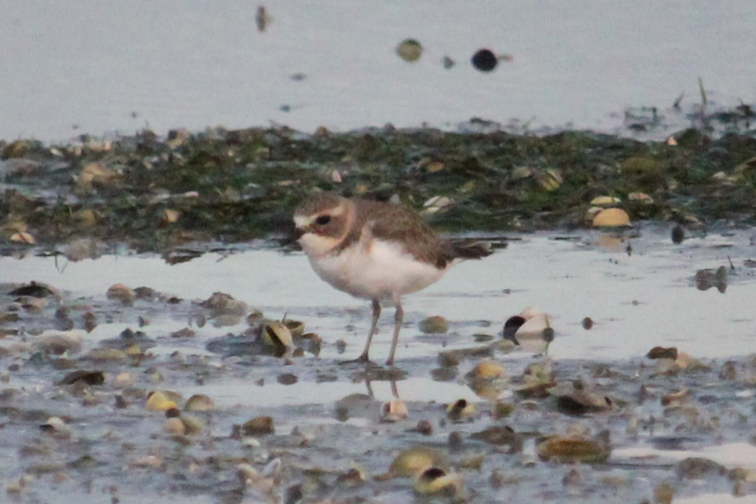 Double-banded Plover - ML619715848